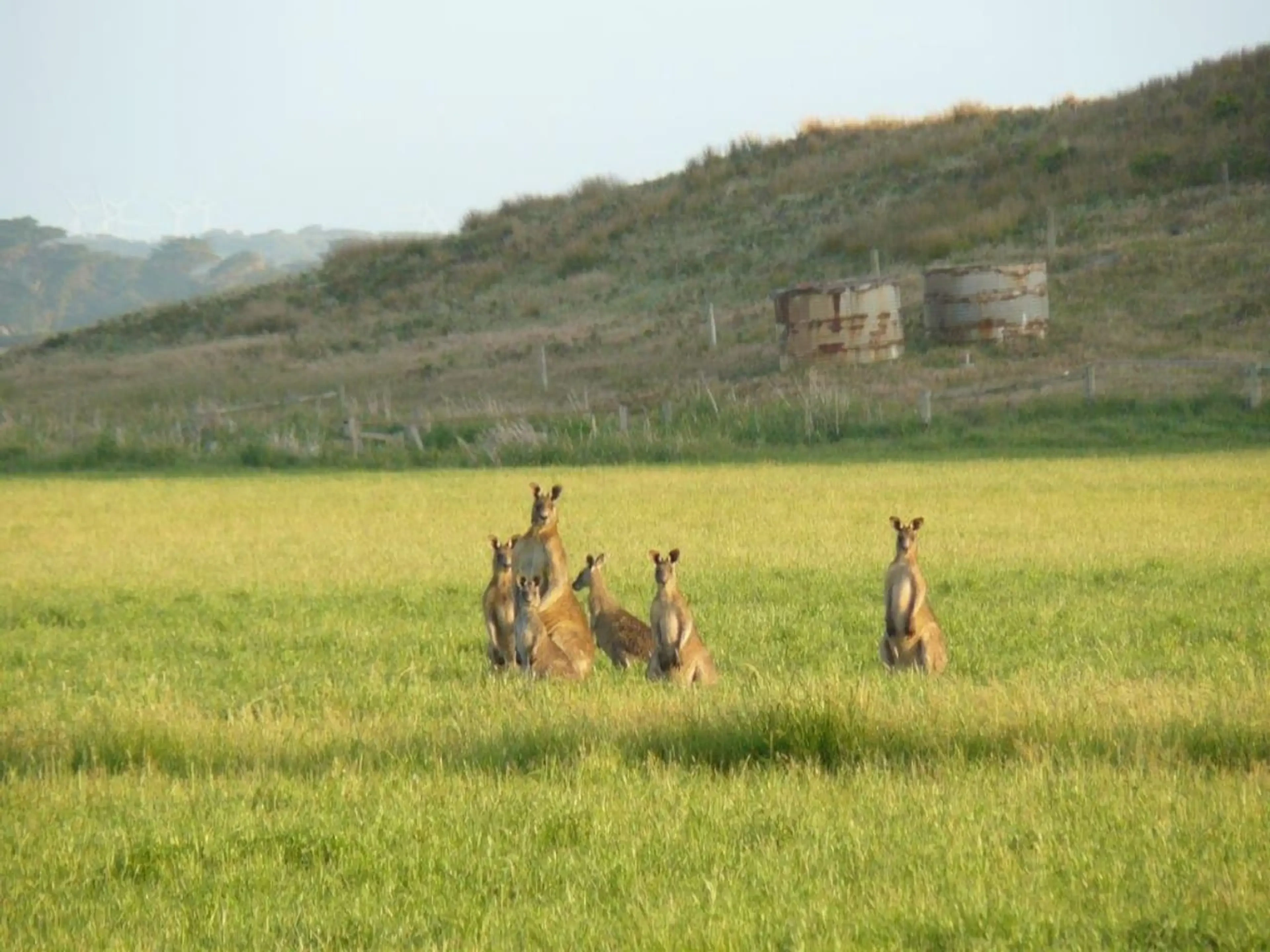 Kangaroos grazing in the paddock opposite Far View