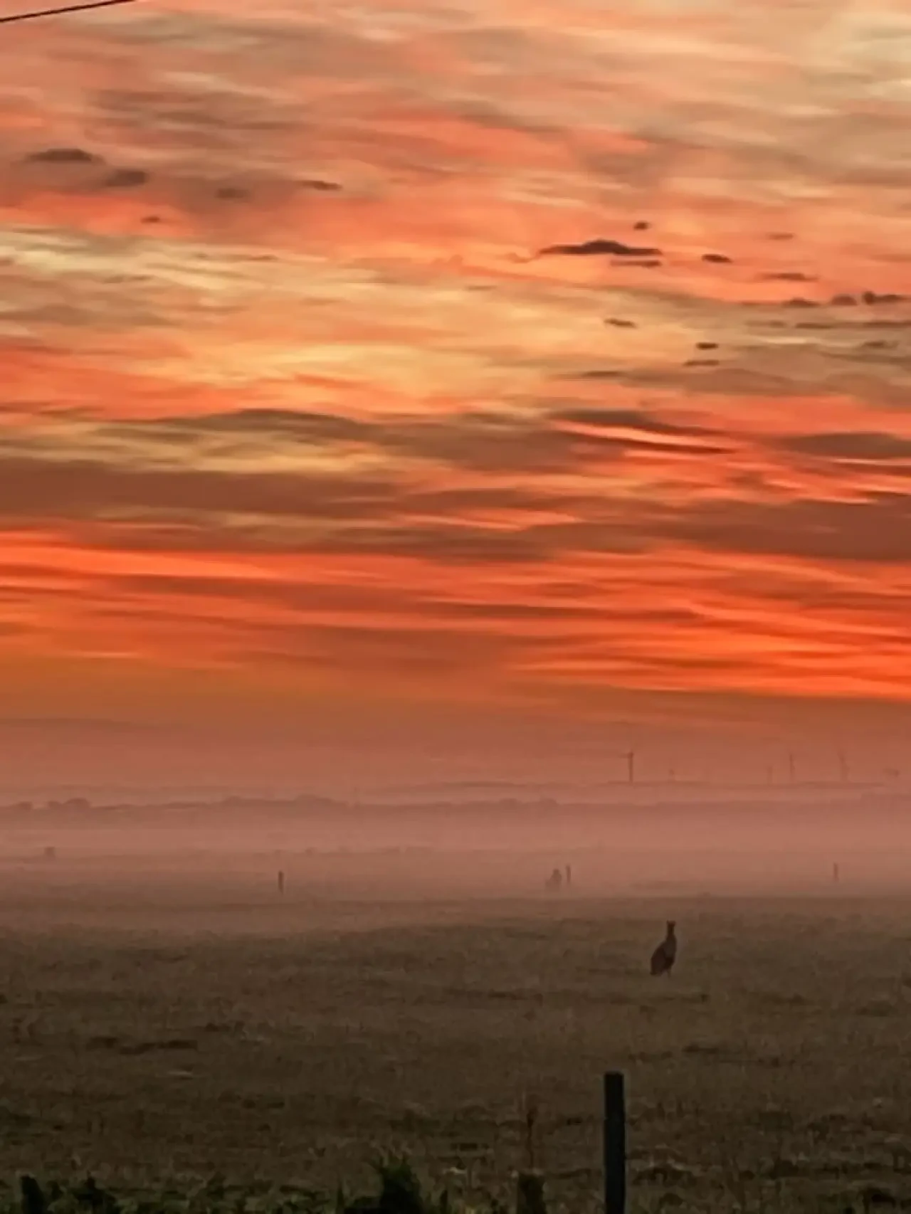 Far View stunning red sunrise over paddocks with kangaroo