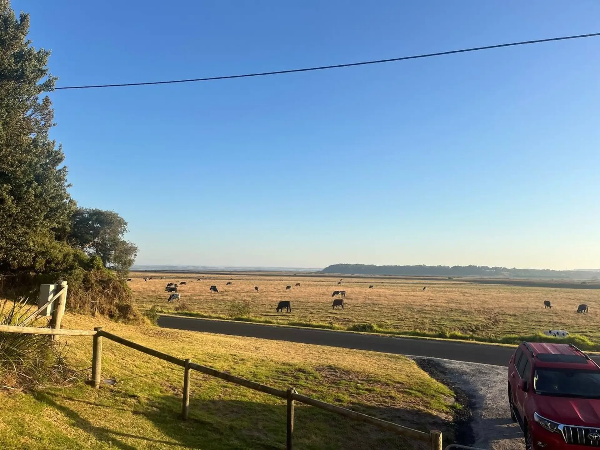 Lancaster Lodge cattle grazing in paddocks with clear blue sky