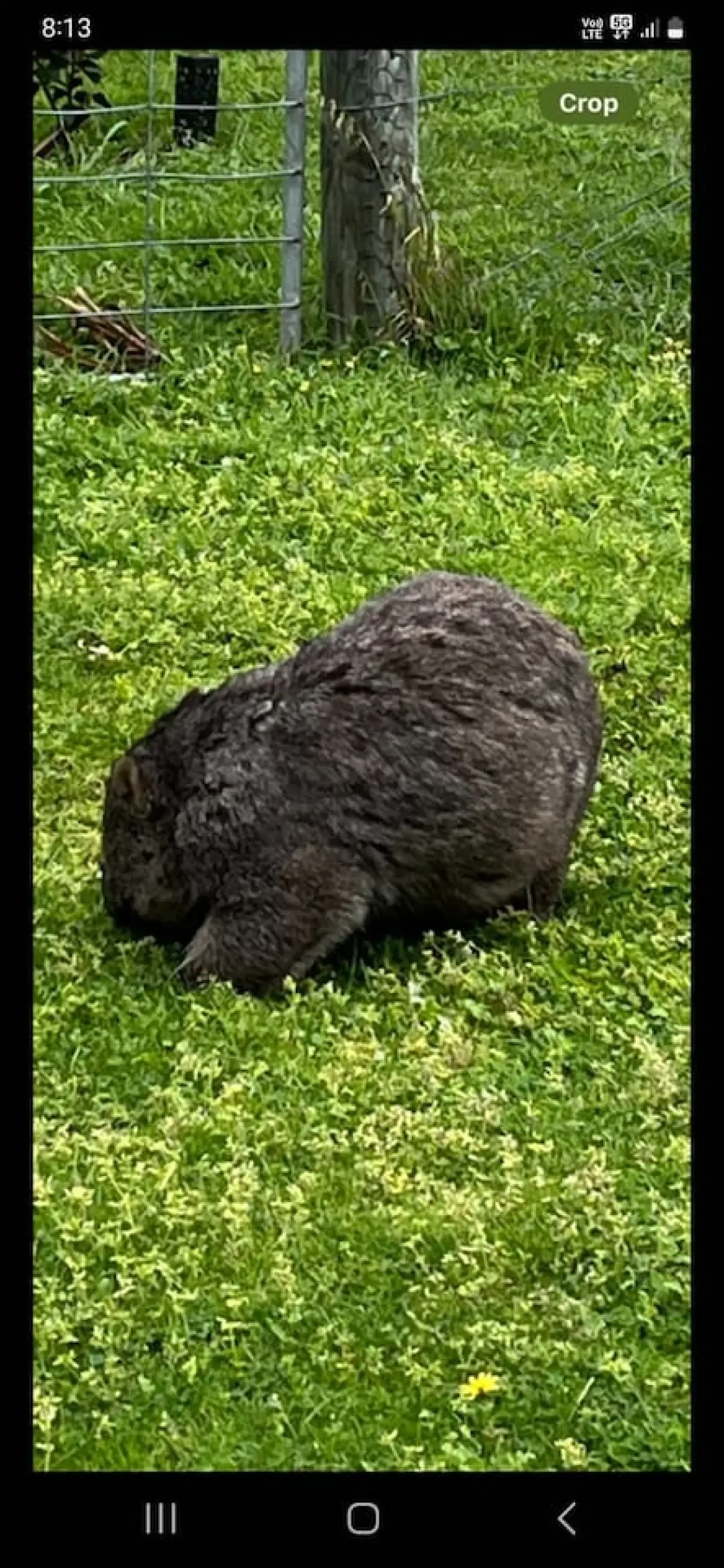 Ocean Blue — wombat in the garden