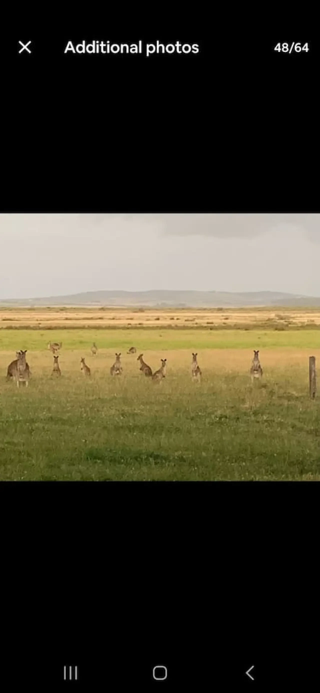 Ocean Blue — kangaroos on the property