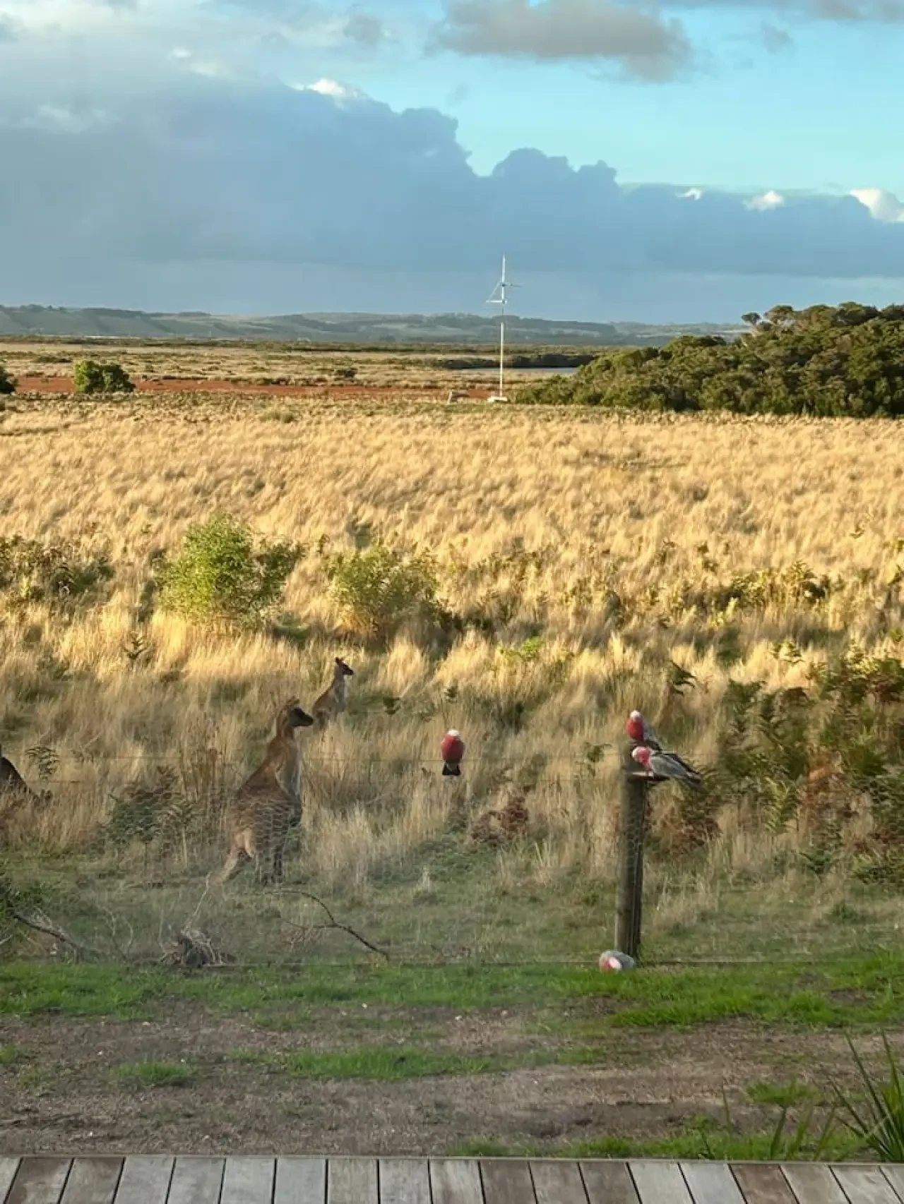 Roo Views deck at sunrise with tea cup and wetland views