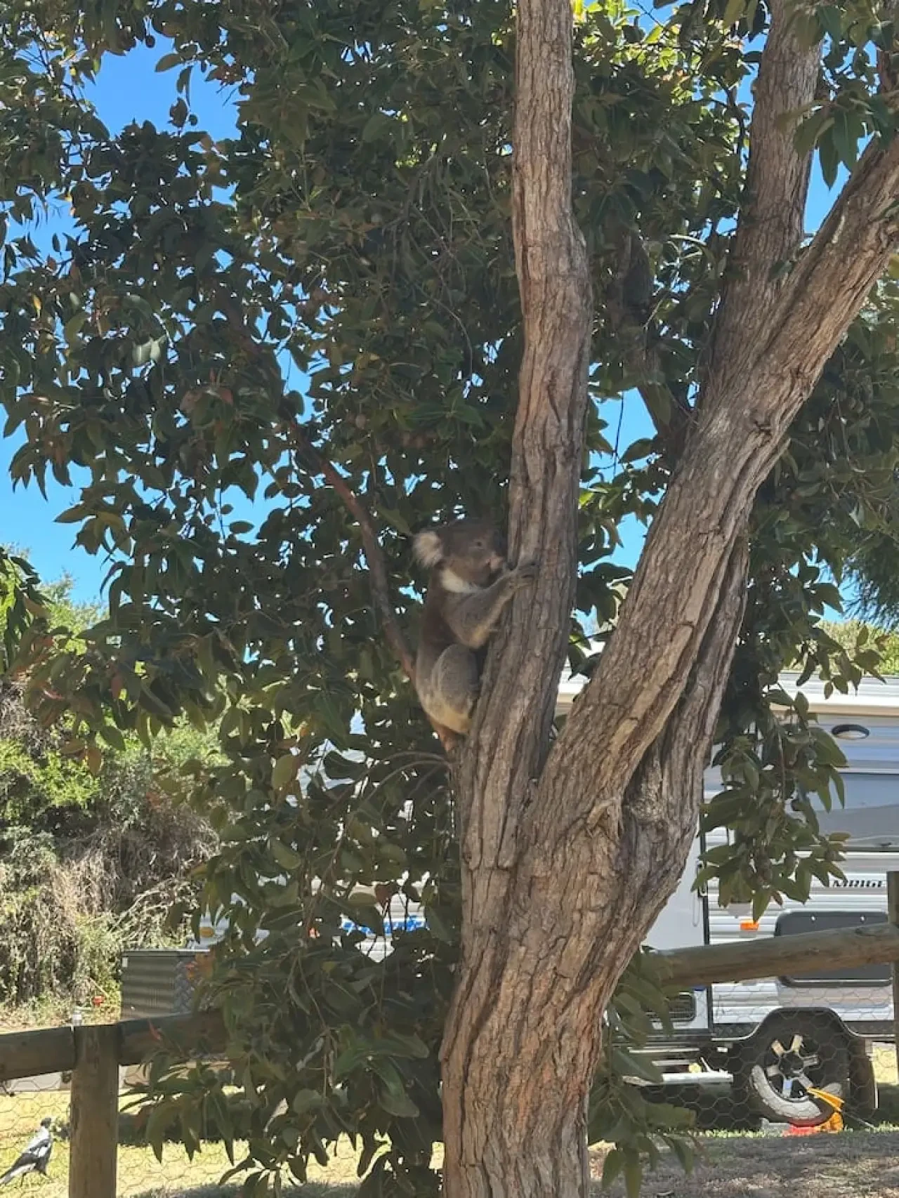 The Deck @ VB - koala in tree