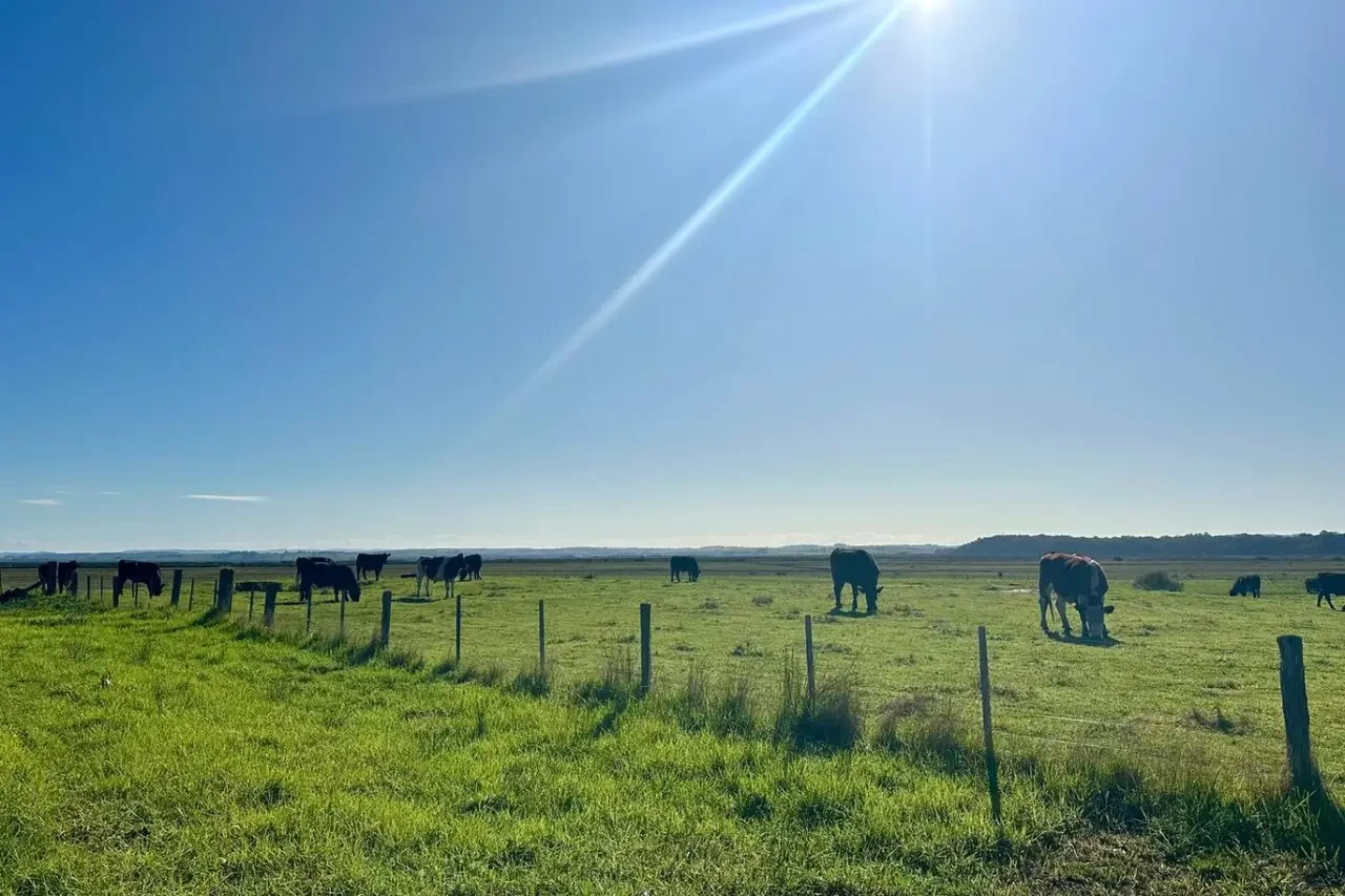 The Deck @ VB - cattle grazing paddock views