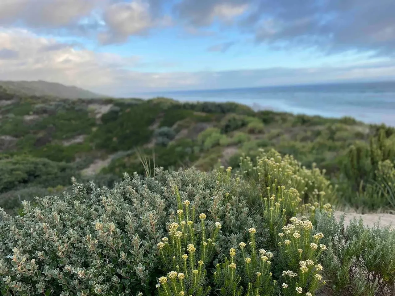 Coastal dunes and native vegetation near Beach 3