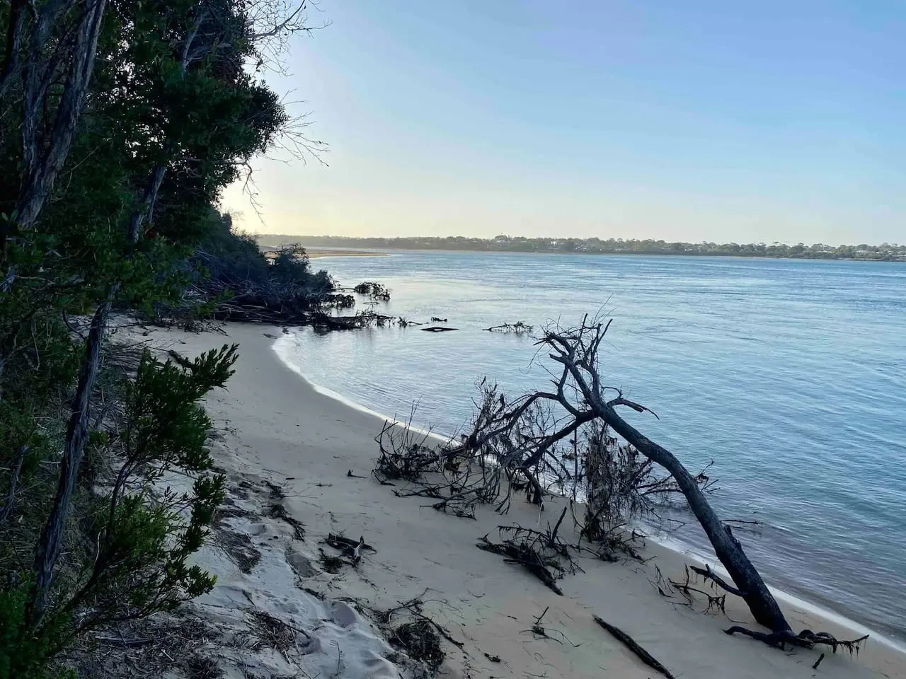 Peaceful coastal waterway with sandy beach and native bush