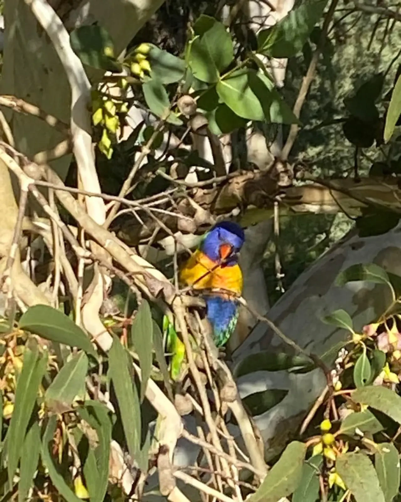 Rainbow lorikeet perched in eucalyptus tree