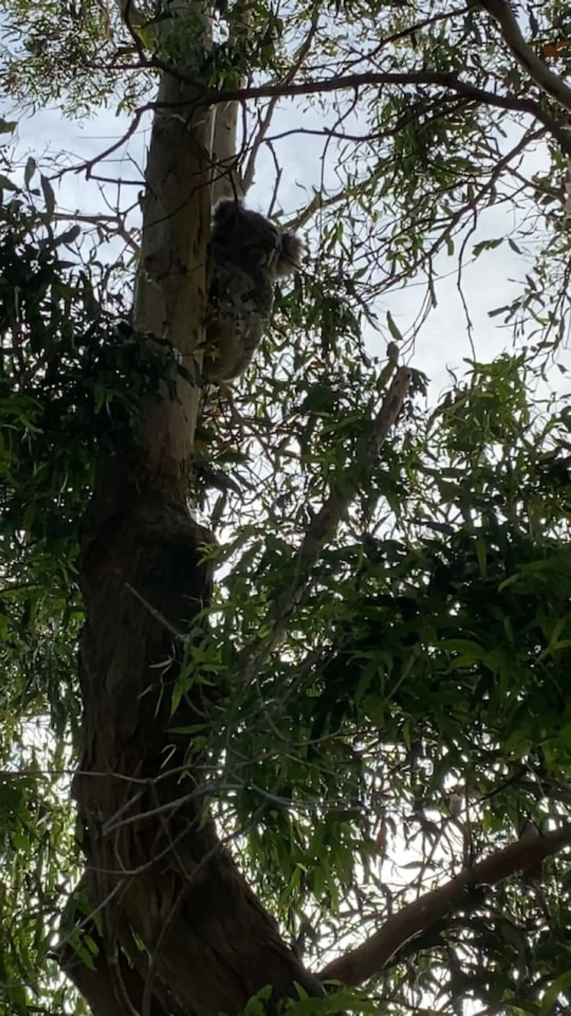 Koala in eucalyptus tree near Walkerville