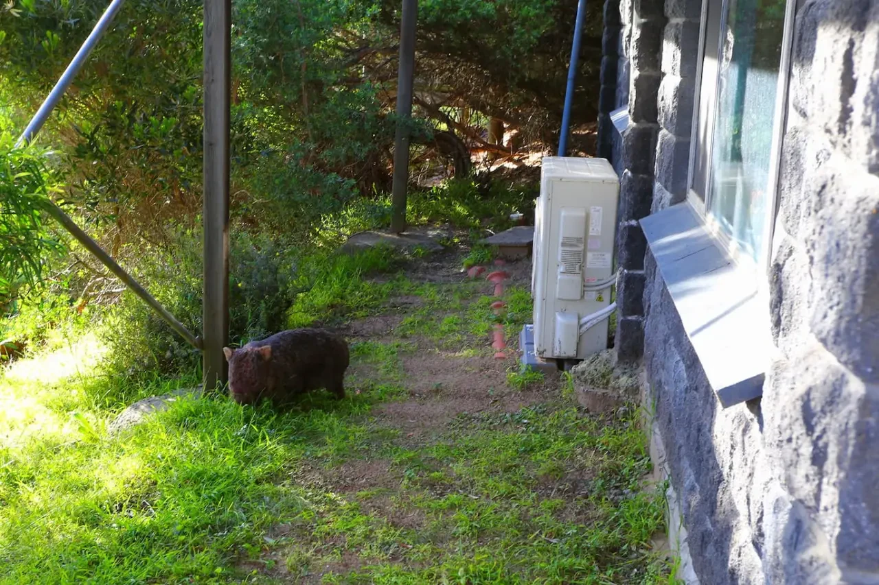 Retro Dunes dog walking in garden path