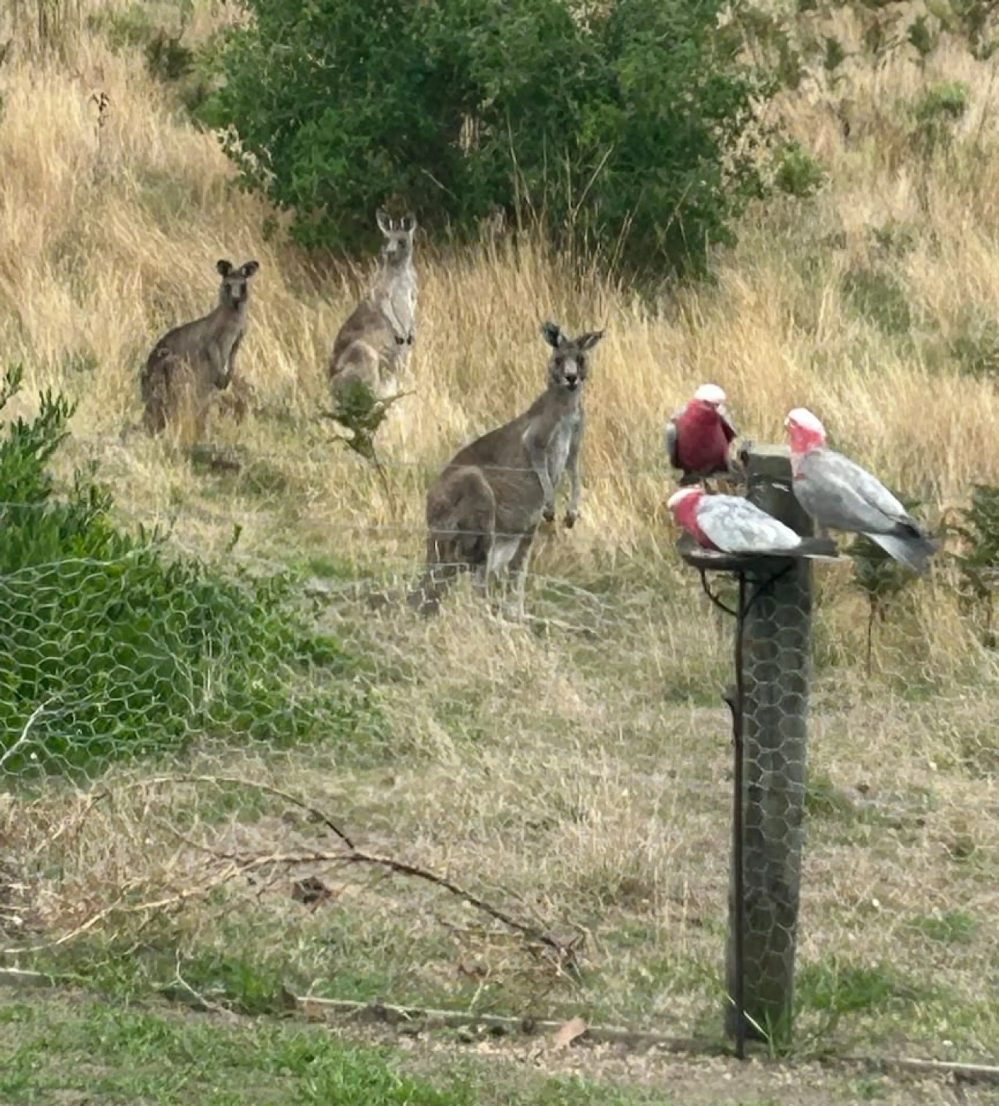 Roo Views kangaroos and galahs in the backyard